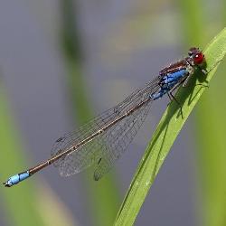 Erythromma viridulum